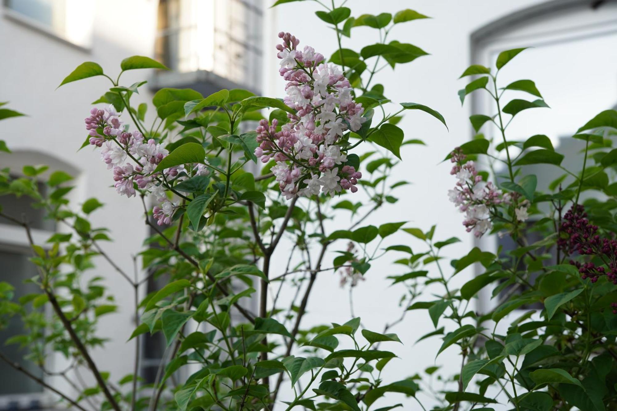 Bright, Spacious Apartment With A Lovely Terrace In The Heart Of Аахен Екстер'єр фото